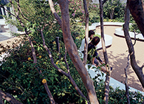 The Sumitomo Corporation Yaesu Building (rooftop garden)