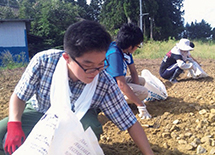 Removing stones scattered all over a field to revive it as farmland